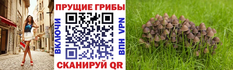 как найти закладки  Новый Уренгой  Псилоцибиновые грибы ЛСД 